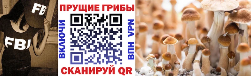 mega ссылки магазин Лесосибирск Псилоцибиновые грибы Magic Shrooms